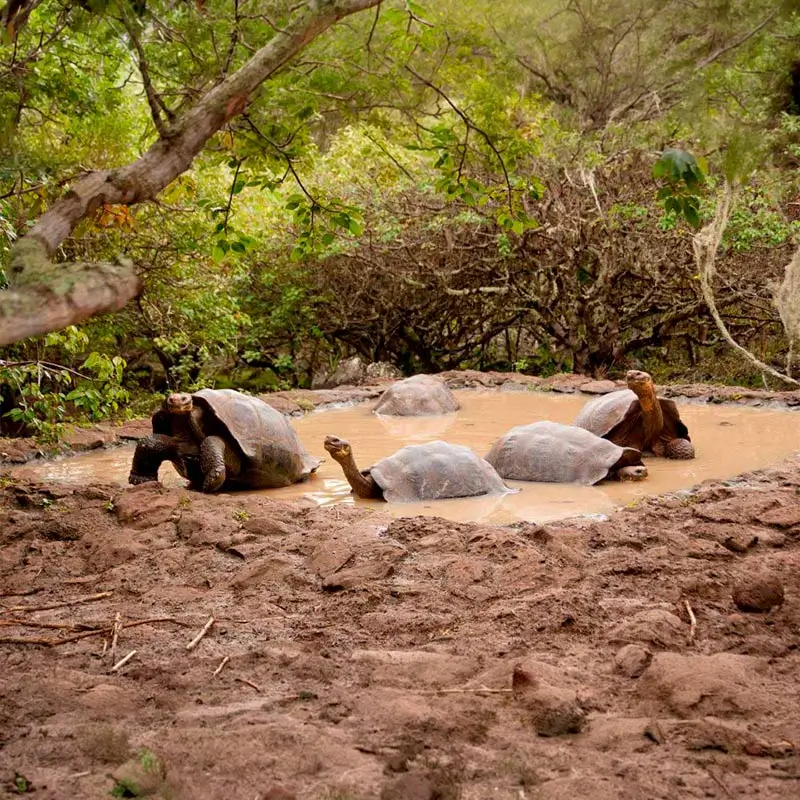 Giant tortoises in San Cristóbal highlands at Galapaguera breeding center, Galápagos Islands